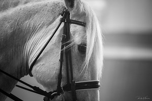 9.7K views · 777 reactions | What about this expressive and talented...