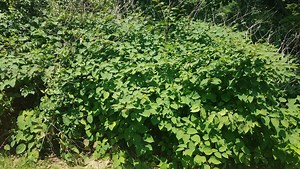 How will Iowa Legislature handle threat of invasive weeds?