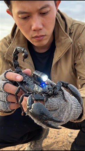 Scorpion Camera Fight: The Shocking Aftermath