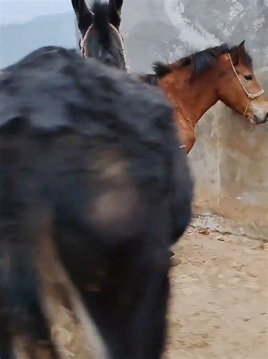 Donkey and Mare #donkey #fyp #fouryou #animals #solenero | animals