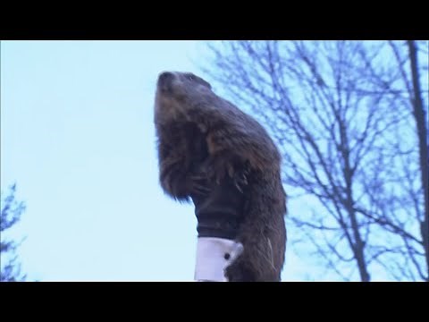Groundhog Day 2022 Prediction: Punxsutawney Phil sees his shadow