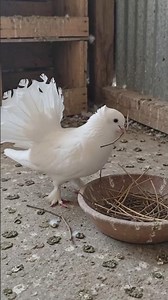 fancy pigeon farm. #pigeon #farming #pigeonlover #viralshorts