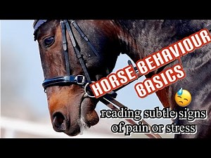 Equine Behaviour Basics: What is Your Horse Saying to You? | Part 1