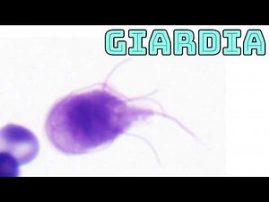 Giardia lamblia under the microscope (gastrointestinal parasite diarrhea from drinking river water)