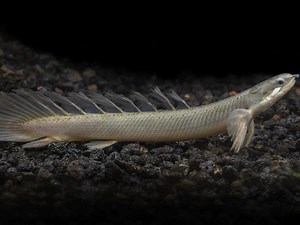 Senegal Bichir 101: Care, Diet, Tank Size, Tank Mates, & More