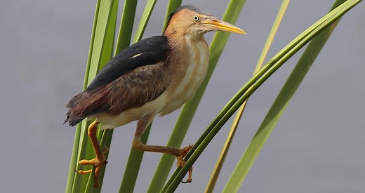 Least Bittern Identification, All About Birds, Cornell Lab of Ornithology