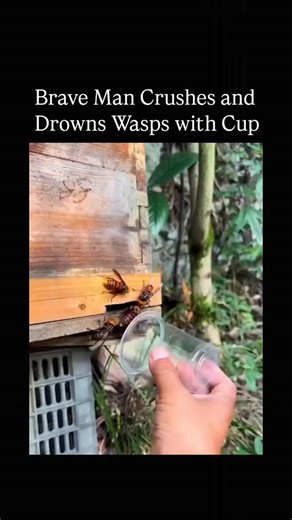 INFYKO on Instagram: "The post features a 15-second video of an individual in a forested setting using a plastic cup to capture and crush multiple paper wasps emerging from a nest in a wooden structure, then drowning them in a jar of liquid, amassing over 4.6 million views and 2,279 likes within a day. Reactions range from awe at the bravery ("The fact that they did not die right away is INSANE") to humorous memes and vegan pleas to stop killing, with one reply listing the world's most venomous 
