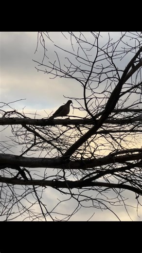 daphbowling (@daphnebowling)’s videos with The Last Opera - Saint-Preux