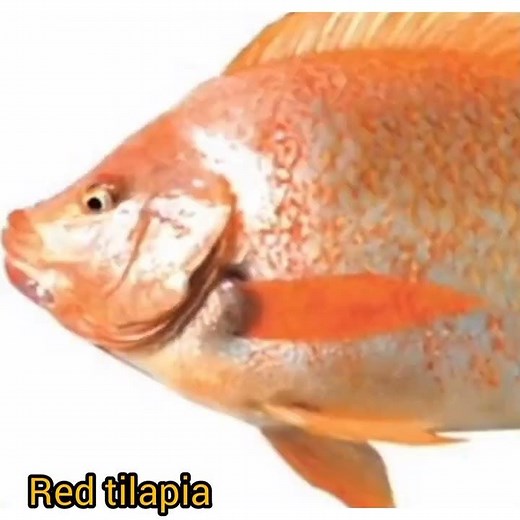 Types of Tilapia fish