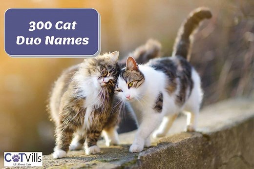 300 Original Cat Duo Names for Your Cat Pair