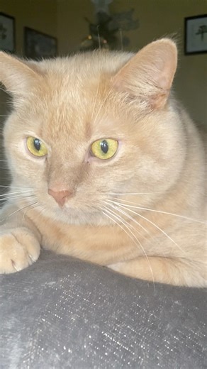 Pikachu being serious ❤️🧐