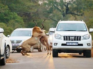 Watch: Lions take down kudu in dramatic hunt as people watch in their cars (Video)