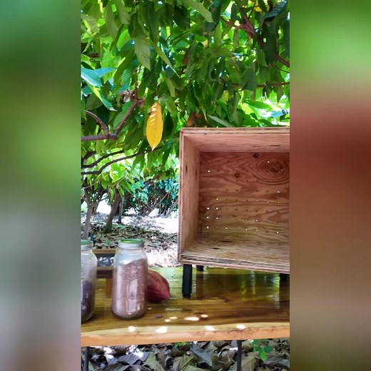 1.2K views | From tree to treat ✨ Our guides walk you through each stage of the chocolate-making journey. See the process up close, taste along the way, and discover how cacao becomes Maui’s sweetest treasure. ️ Book your tour today and experience the story of chocolate for yourself! mauichocolatetour.com | Maui Chocolate Tour | Facebook