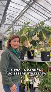 53K views · 566 reactions |  Scopri la bellezza unica della Datura...