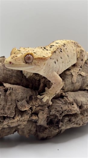 🤍Dotty🖤 #kronengecko #superdalmatiancrestedgecko #kronengeckozüchter #superdalmatian #correlophusciliatus