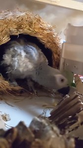 11K views · 1.2K reactions | Another gotcha with parrots is you never...