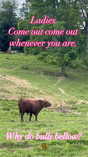 Sara - Locally Raised Beef Shares on Instagram: "Calling all ladies! Bulls bellow for a variety of reasons, including expressing dominance, attracting mates, and communicating with other cattle . . . #beef #familyfarm #eatlocal #knowyourfarmer #beefitswhatsfordinner #eatrealbeef #eatbeef #slipperyrock #hereford #angus #grassfedbeef #grassfinished #grainfinished #pastureraised #cows #cowsofinstagram #cow #bull #bulls"