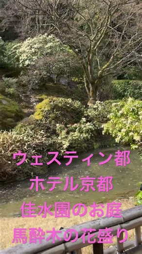 The gardens of the Westin Miyako Hotel Kyoto Kasuien - Japanese Andromeda in full bloom