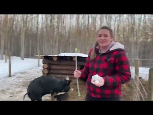 Learn How to AI (Artifically Inseminate) a Gilt/Sow on a Small Farm