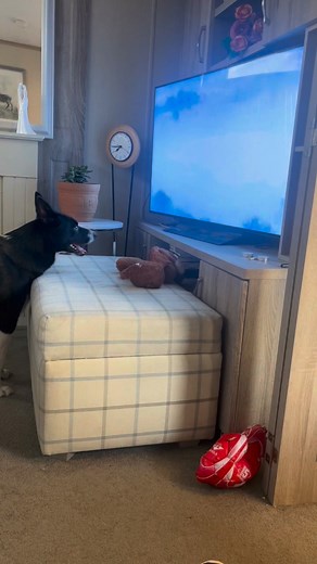 24 reactions | Barney the Tv border collie Part 2 | Stephen Kelleher | Facebook