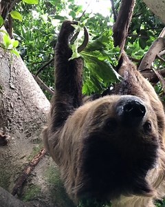 Join the National Aviary in celebrating the birthdays of Linnaeus’s Two-toed Sloths Wookiee and Vivien! Visit the Aviary on Thurs., August 22 from 11 am - 2pm to be part of the festivities. From signing a birthday card to enjoying themed crafts and special talks, there's a whole day of fun, included with General Admission! Reserve your tickets in advance and see you at the party! https://www.aviary.org/event/sloth-birthday-celebration-2024/ | National Aviary