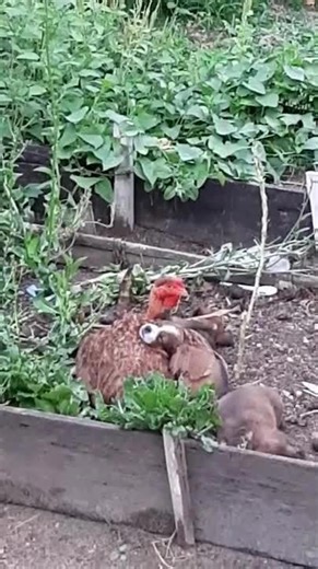 Chicken Adopts Litter of Puppies