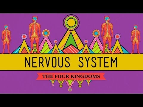 The Nervous System - CrashCourse Biology #26