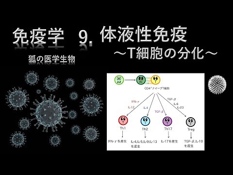 免疫学9 体液性免疫〜T細胞の分化〜
