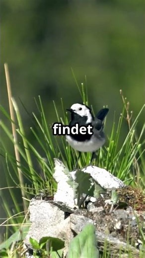 Incredible facts about the white wagtail! 🐦