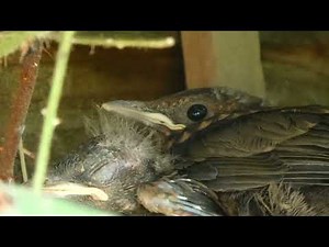 Baby Black birds and mother calmly relaxing in their nest. #wildlife #beatstostudy #naturelovers