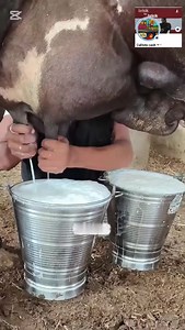 Molasses is a thick, dark syrup produced during the refining of sugarcane or sugar beets into sugar. It is rich in minerals like iron, calcium, and magnesium #onlinecommunity #Update #agriculture | Callisto cash