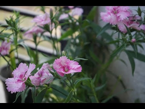 Care of Dianthus