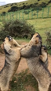 Groundhogs and Marmots on Instagram: "In the heart of the Rocky Mountains, nestled in a serene meadow, a group of marmots has been training relentlessly. These aren't your ordinary marmots; these are the elite Wrestling Marmots, preparing for the inaugural Marmot Olympics. Every morning, as the sun peeks over the mountains, the marmots gather in their makeshift arena—a circle of soft grass lined with pebbles. The leader of the group, a burly marmot named Maximus, calls everyone to attention with