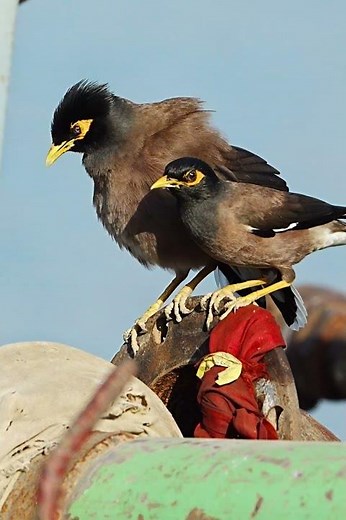 Common myna morning mimicry #ytshorts #trending #myna #birdcalls
