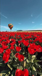 This Is What Spring in Oregon Looks Like | Wooden Shoe Tulip Festival