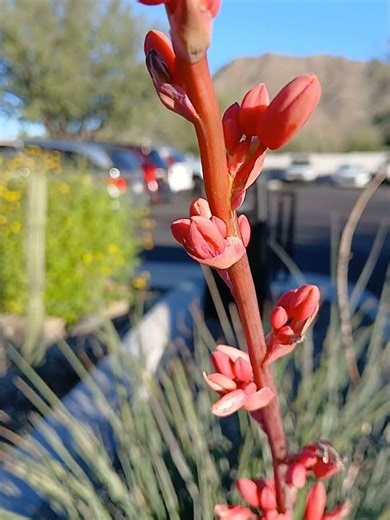 Red yucca-Hesperaloe parvifloraAlso known as: Coral yucca, Redflower false yucca, Hummingbird
