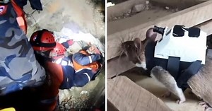 Specially Trained Rats 'Will Save Lives' By Looking For Disaster Survivors
