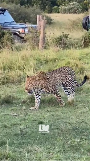 The Most Elusive Cat in Africa Revealed#maasaimara#Leopard #WildlifeMoments #SafariKenya #BigCats