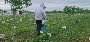 To reserve our Queen Bees please visit us: International: www.apis-donau.com Romania: www.apis-donau.ro #honeybees #apiary #bees #apiculture #apicultura #honey #beekeeping #queenrearing #apicoltura #queenbee #imkerei #miel #beeswax #beesofinstagram #seabees #beeston #lovebees #beestrong #saveourbees #savebees #beeswarm #apiary #pollination #beekeepinglife #urbanbeekeeping #ilovebeesandhoney7 | Apis Donau 1905