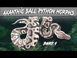 Axanthic Ball Python Morph Combos Part 1 | Axanthic (VPI) | Axanthic (MJ) | Jack's Reptiles