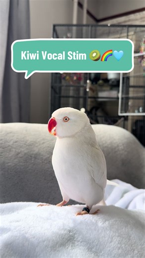 Pickle Tickle the Indian Ringneck parrot is in his Kiwi Era today 🥝🌈🩵 Repeating “Kiwi Kiwi Kiwi” like the happiest little vocal stim on earth. RIP Kiwi. 💖 I miss you every single day. #TalkingParrot #BirdTok #cutebirds #vocalstims #ringneck