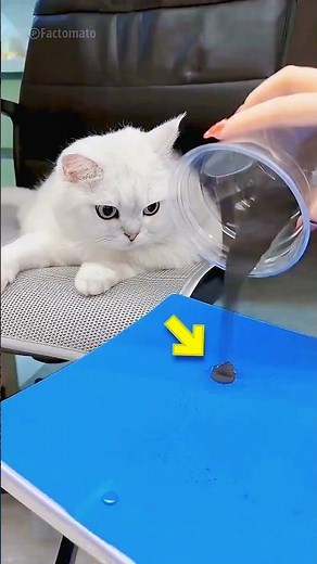 Magnet Prank on Cat Gone Wrong 😂🐱 | Funny Cat Reaction! #FunnyCat #CatPrank #ViralVideo