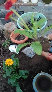 Jarbera flower Repotting time #foryoupage #gardeningtips | Pabitra Garden