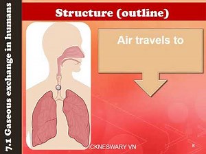 Biology STPM: Alveolus - Structure & function