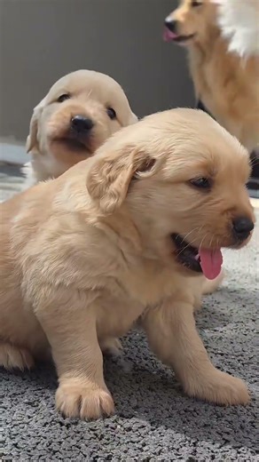 Golden Retriever Puppies That Will Lighten Up Your Mood