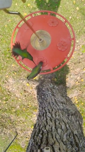 Rare overhead view of hummingbird attack #wildlife #outdoors #hummingbird #birdwatching #nature #fyp