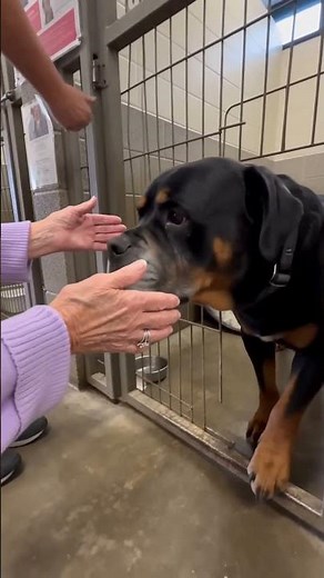 Senior Dog Gets a Tender Shelter Visit