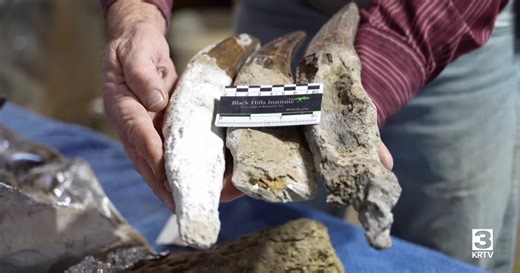 Montana rancher begins to excavate possible record-setting T-Rex