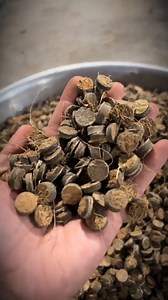 Amazing Coconut Drilling and Seed Collection. #coconut #harvesting #nature #seeds #process | Doraya Jennings