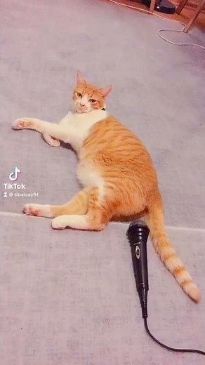 Cat fart better than you (tiktok)